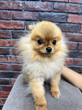 Pomeranian
